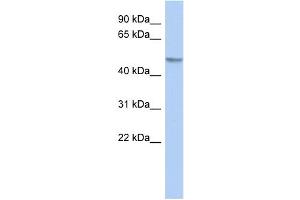 WB Suggested Anti-Gcom1 Antibody Titration: 0. (GCOM1 antibody  (Middle Region))