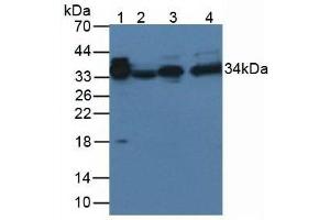 Western blot analysis of (1) Rat Serum Tissue, and (2) Rat Spleen Tissue, using Rabbit Anti-Rat aZGP1 Antibody (3 µg/ml) and HRP-conjugated Rabbit Anti-Mouse antibody (