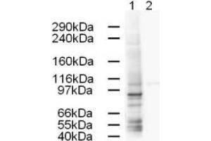 Image no. 1 for anti-Adaptor-Related Protein Complex 1, gamma 1 Subunit (AP1G1) (AA 646-659) antibody (ABIN401169) (gamma 1 Adaptin antibody  (AA 646-659))