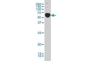 TRAF3IP2 monoclonal antibody (M01), clone 4A3 Western Blot analysis of TRAF3IP2 expression in Hela S3 NE . (TRAF3IP2 antibody  (AA 451-565))