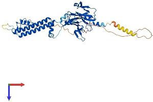 AlphaFold protein structure predicition of Mouse Recombinant Kcnj12 Protein, UniprotID P52187 (Kir2.2 Protein (AA 1-427) (His tag))