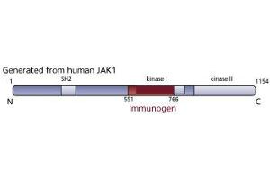 Image no. 1 for anti-Janus Kinase 1 (JAK1) (AA 551-766) antibody (ABIN967842) (JAK1 antibody  (AA 551-766))