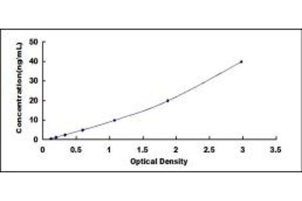 AMN ELISA Kit
