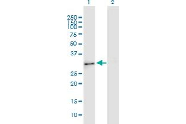 ENKUR antibody  (AA 1-256)