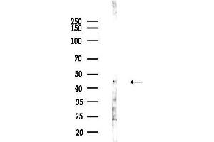 Western blot analysis of lysates from COLO205 cells(UV,30 min treatment), using OR52H1 Antibody at 1/1000 dilution.