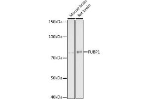 Western blot analysis of extracts of various cell lines, using FUBP1 antibody (ABIN7267128) at 1:1000 dilution. (FUBP1 antibody)