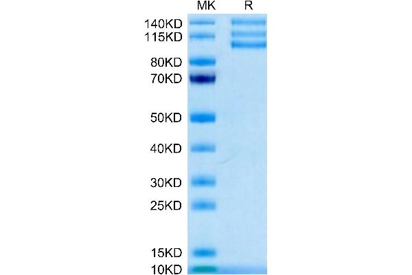 CD51/CD61 Protein (AA 31-992) (His-Avi Tag,Biotin)