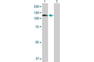 Western Blot analysis of MANBA expression in transfected 293T cell line by MANBA MaxPab polyclonal antibody. (MANBA antibody  (AA 1-879))