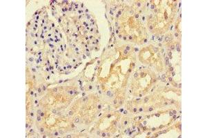 Immunohistochemistry of paraffin-embedded human kidney tissue using ABIN7157938 at dilution of 1:100 (LTBP4 antibody  (AA 977-1180))