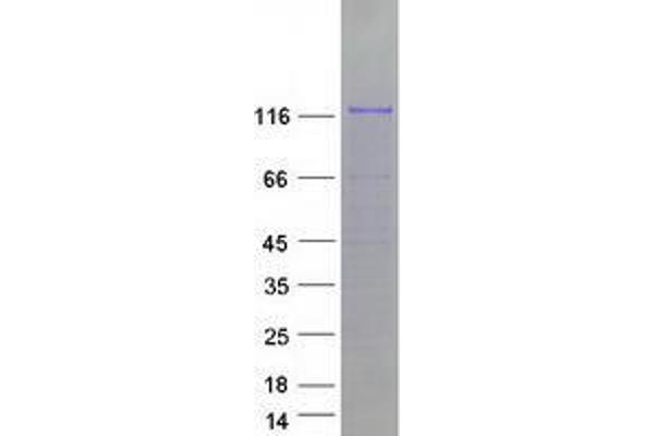 ZNF777 Protein (Myc-DYKDDDDK Tag)