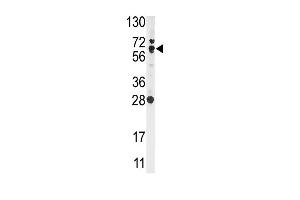 Western blot analysis of anti-NFE2L2 Antibody (N-term) (ABIN391424 and ABIN2841417) in Ramos cell line lysates (35 μg/lane). (NRF2 antibody  (N-Term))