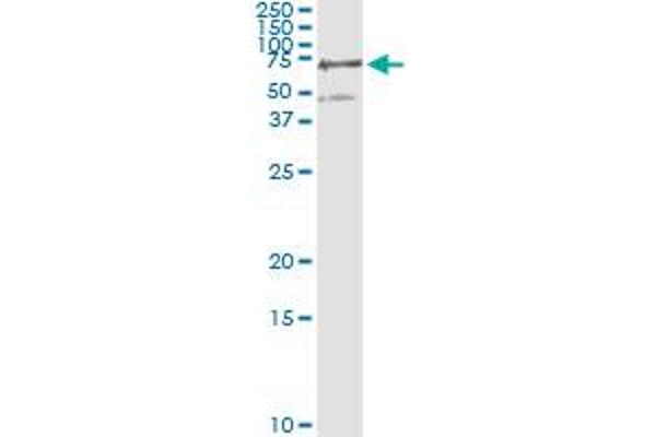 Phosphoglucomutase 3 antibody  (AA 1-542)