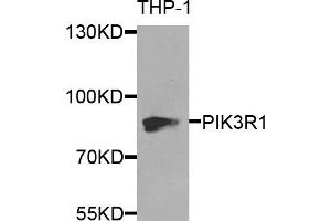 Western blot analysis of extracts of THP-1 cells, using PIK3R1 antibody (ABIN5969985) at 1/1000 dilution. (PIK3R1 antibody)