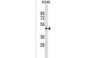 PGLYRP4 Antibody (Center) (ABIN1538167 and ABIN2849982) western blot analysis in A549 cell line lysates (35 μg/lane). (PGLYRP4 antibody  (AA 242-268))