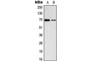 Western blot analysis of ADCK2 expression in K562 (A), VEC (B) whole cell lysates. (ADCK2 antibody  (Center))