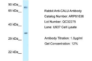 Western Blotting (WB) image for anti-Calumenin (CALU) (C-Term) antibody (ABIN786460) (CALU antibody  (C-Term))