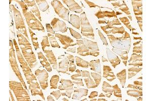 Phospho-GLUT1 (Ser490) Antibody at 1/100 staining Mouse muscle tissue by IHC-P.