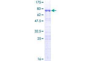 GKAP1 Protein (AA 1-366) (GST tag)