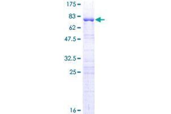 GKAP1 Protein (AA 1-366) (GST tag)