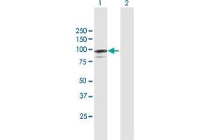 Western Blot analysis of MAGED1 expression in transfected 293T cell line by MAGED1 MaxPab polyclonal antibody.