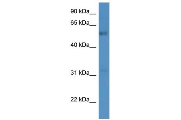 FAM126A antibody  (C-Term)
