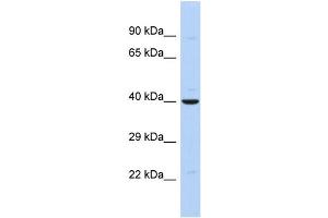 Host: Rabbit Target Name: ZNF551 Sample Type: MCF7 Whole cell lysates Antibody Dilution: 1. (ZNF551 antibody  (N-Term))