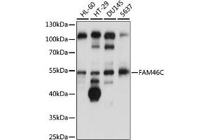 Western blot analysis of extracts of various cell lines, using FC antibody (ABIN7267117) at 1:1000 dilution. (FAM46C antibody  (AA 1-110))