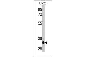 Western Blotting (WB) image for anti-Lin-28 Homolog A (C. Elegans) (LIN28A) antibody (ABIN356385) (LIN28A antibody)