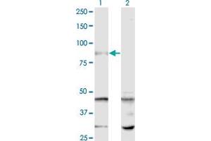 Western Blot analysis of SENP5 expression in transfected 293T cell line by SENP5 monoclonal antibody (M01), clone 3C2.