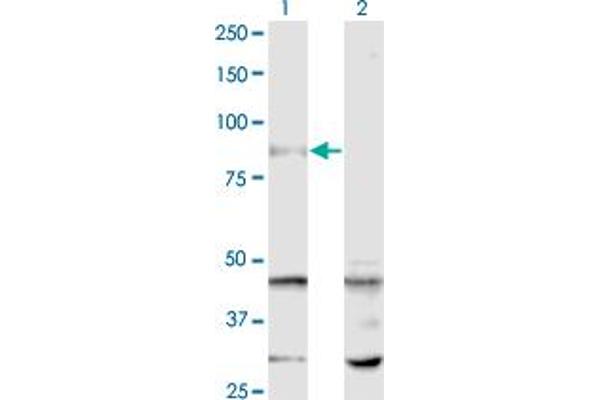 SENP5 Antikörper  (AA 2-109)