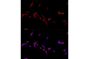 Immunofluorescence (IF) image for anti-CD40 Ligand (CD40LG) (AA 79-129) antibody (ABIN6138190)