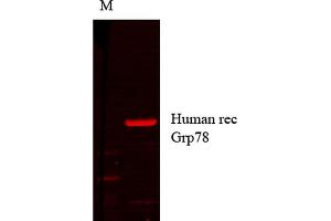 Western Blot analysis of Human cell lysates showing detection of GRP78 protein using Mouse Anti-GRP78 Monoclonal Antibody, Clone 1H11-1H7 . (GRP78 antibody  (PE))