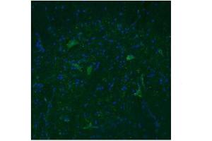 Immunofluorescence: Dilution -- 3ug/mL (TAAR5 antibody  (Middle Region))