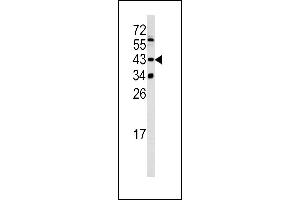 Western blot analysis of SETD8 antibody (Center) (ABIN390472 and ABIN2840838) in 293 cell line lysates (35 μg/lane). (SETD8 antibody  (AA 220-249))