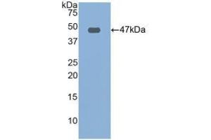 Detection of Recombinant FBN1, Human using Polyclonal Antibody to Fibrillin 1 (FBN1) (Fibrillin 1 antibody  (AA 246-389))