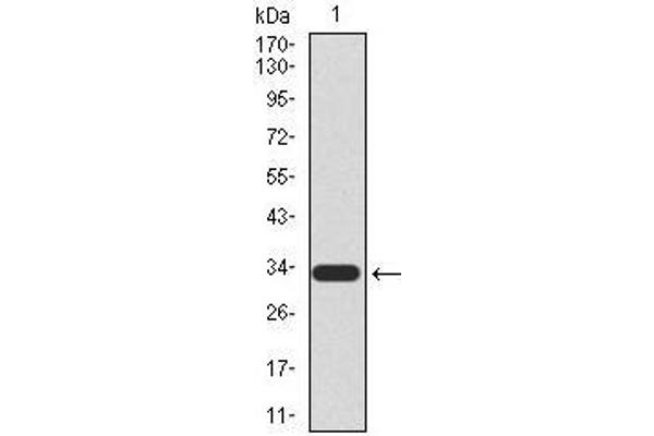 UTF1 anticorps  (AA 148-214)