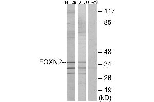 Western blot analysis of extracts from HT-2 cells and NIH-3T3 cells, using FOXN2 antibody. (FOXN2 antibody  (C-Term))