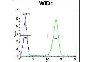 DIRAS3 Antibody (ABIN652072 and ABIN2840536) flow cytometric analysis of WiDr cells (right histogram) compared to a negative control cell (left histogram).