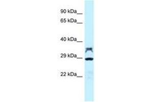 Image no. 1 for anti-Protein Phosphatase 2, Catalytic Subunit, alpha Isozyme (PPP2CA) (AA 188-237) antibody (ABIN6747823)