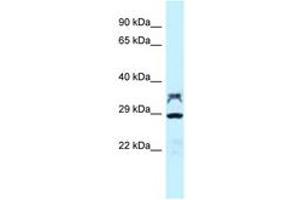 Image no. 1 for anti-Protein Phosphatase 2, Catalytic Subunit, alpha Isozyme (PPP2CA) (AA 188-237) antibody (ABIN6747823) (PPP2CA antibody  (AA 188-237))
