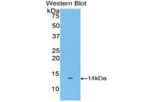 Detection of Recombinant Myostatin, Bovine using Polyclonal Antibody to Myostatin (MSTN) (MSTN antibody  (AA 267-375))