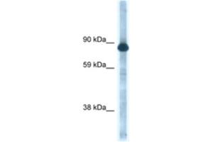 Western Blotting (WB) image for anti-Heat Shock Protein 90kDa alpha (Cytosolic), Class B Member 1 (HSP90AB1) antibody (ABIN2463710) (HSP90AB1 antibody)