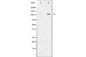 LIPE antibody  (pSer552)