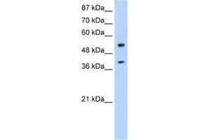 Western Blotting (WB) image for anti-NOBOX Oogenesis Homeobox (NOBOX) antibody (ABIN2462023)