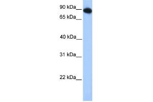 WB Suggested Anti-FOXO3 Antibody Titration:  0. (FOXO3 antibody  (N-Term))