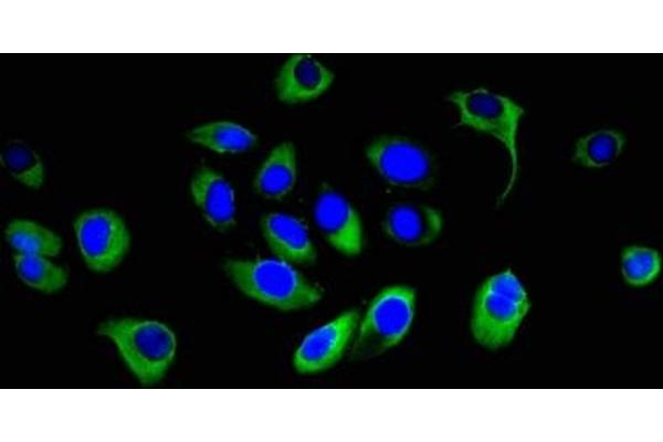 PCDHB16 antibody  (AA 215-485)