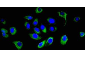 Immunofluorescent analysis of A549 cells using ABIN7166525 at dilution of 1:100 and Alexa Fluor 488-congugated AffiniPure Goat Anti-Rabbit IgG(H+L) (PCDHB16 antibody  (AA 215-485))