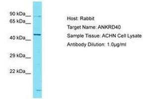 Image no. 1 for anti-Ankyrin Repeat Domain 40 (ANKRD40) (AA 195-244) antibody (ABIN6750726) (ANKRD40 antibody  (AA 195-244))