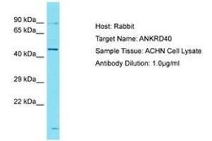 Image no. 1 for anti-Ankyrin Repeat Domain 40 (ANKRD40) (AA 195-244) antibody (ABIN6750726)