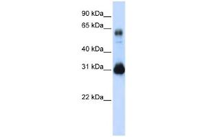 Western Blotting (WB) image for anti-SRY (Sex Determining Region Y)-Box 15 (SOX15) antibody (ABIN2458016) (SOX15 antibody)